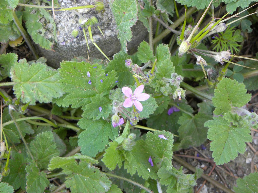 Erodium malacoides?  Sì |